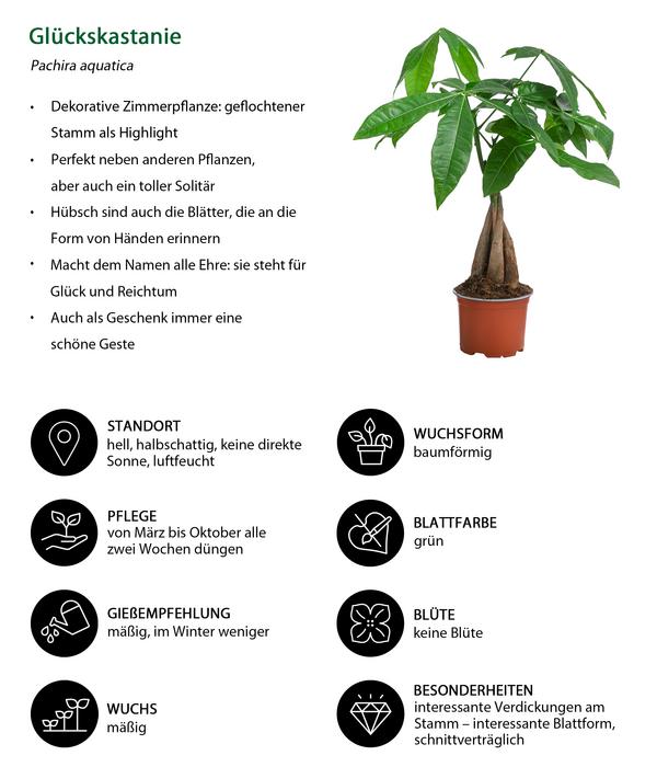 Zimmerpflanzen-Set Kleine Stämmchen 4-teilig