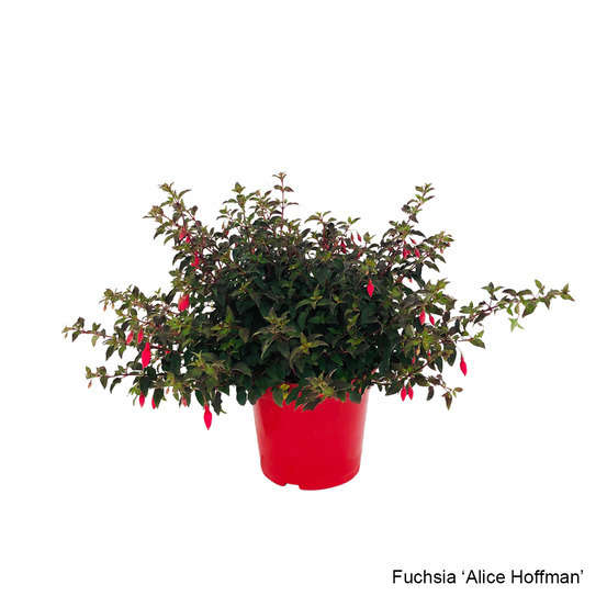 Fuchsia fleuri, variété variable : 7 Litres