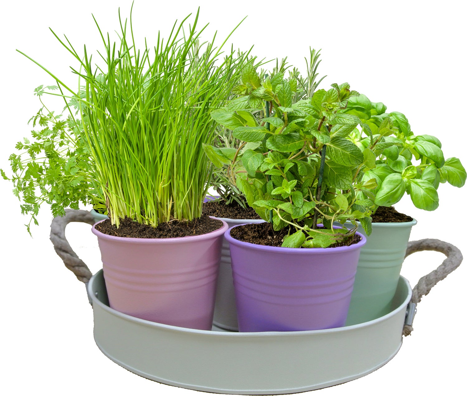 Herbs Festival pastel (rond)
