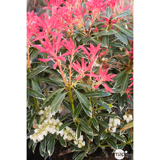 Pieris Flaming Silver : Hauteur 60/80 cm conteneur de 20 litres