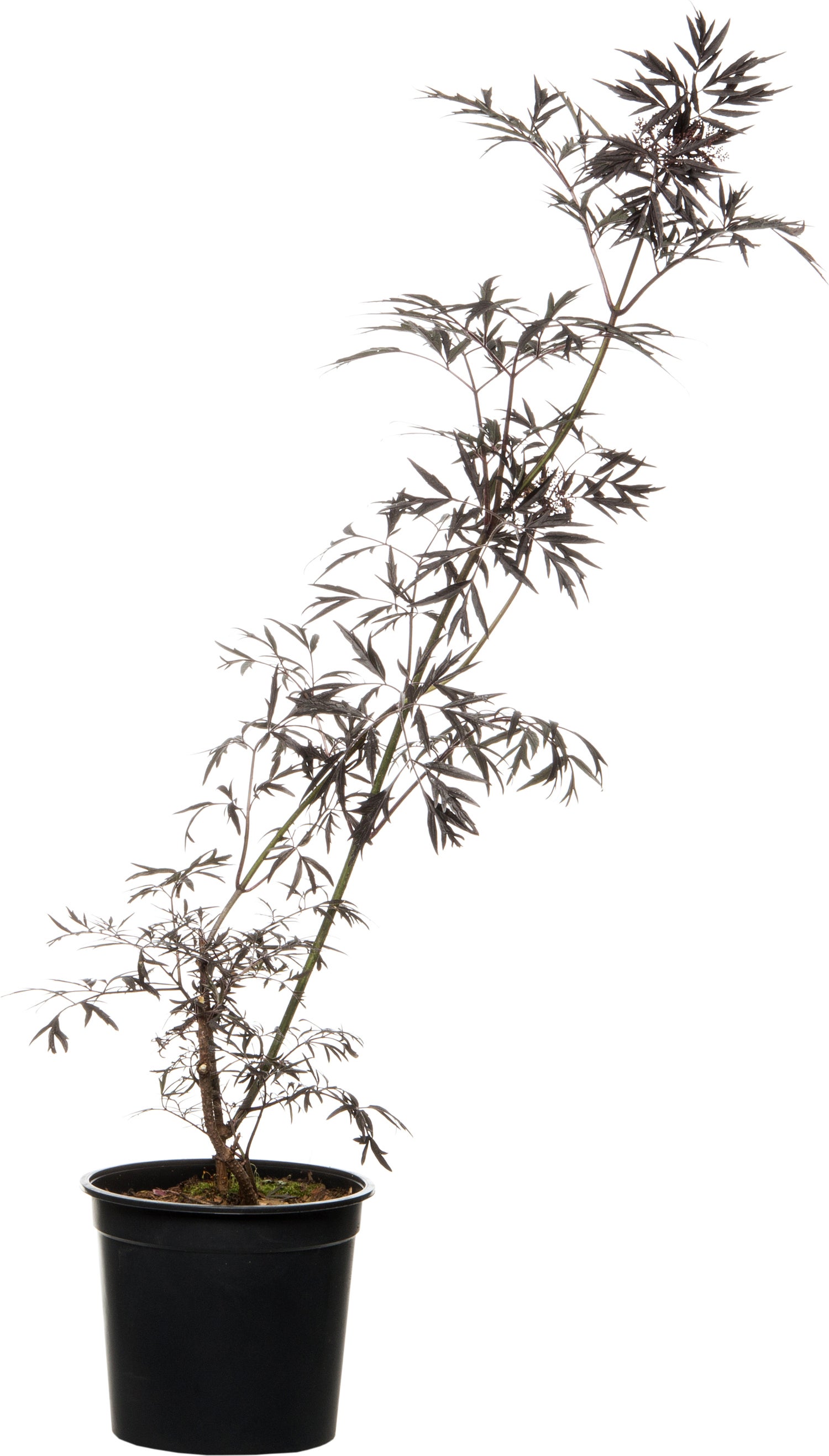 Zwarte Vlier (Sambucus nigra 'Black Lace') D 24 H 60 cm