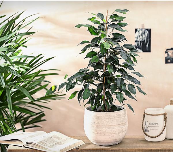 Birkenfeige - Ficus benjamini 'Danielle'