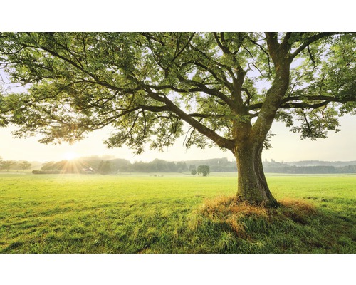 Fotobehang vliesbehang SHX9-086 De Magische Boom 9 stuks 450x280cm