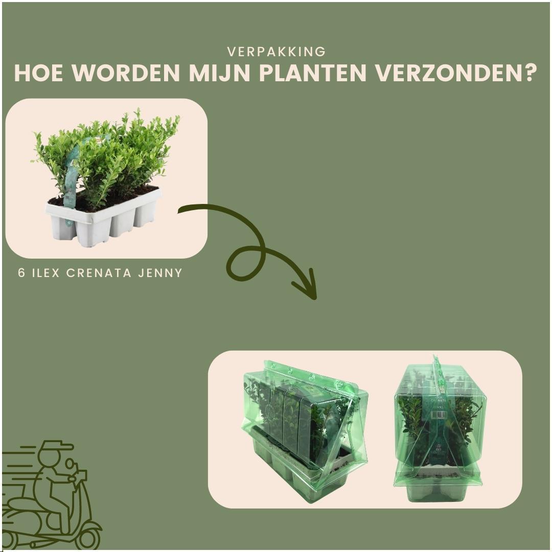 Ilex crenata 'jenny' - lot de 6