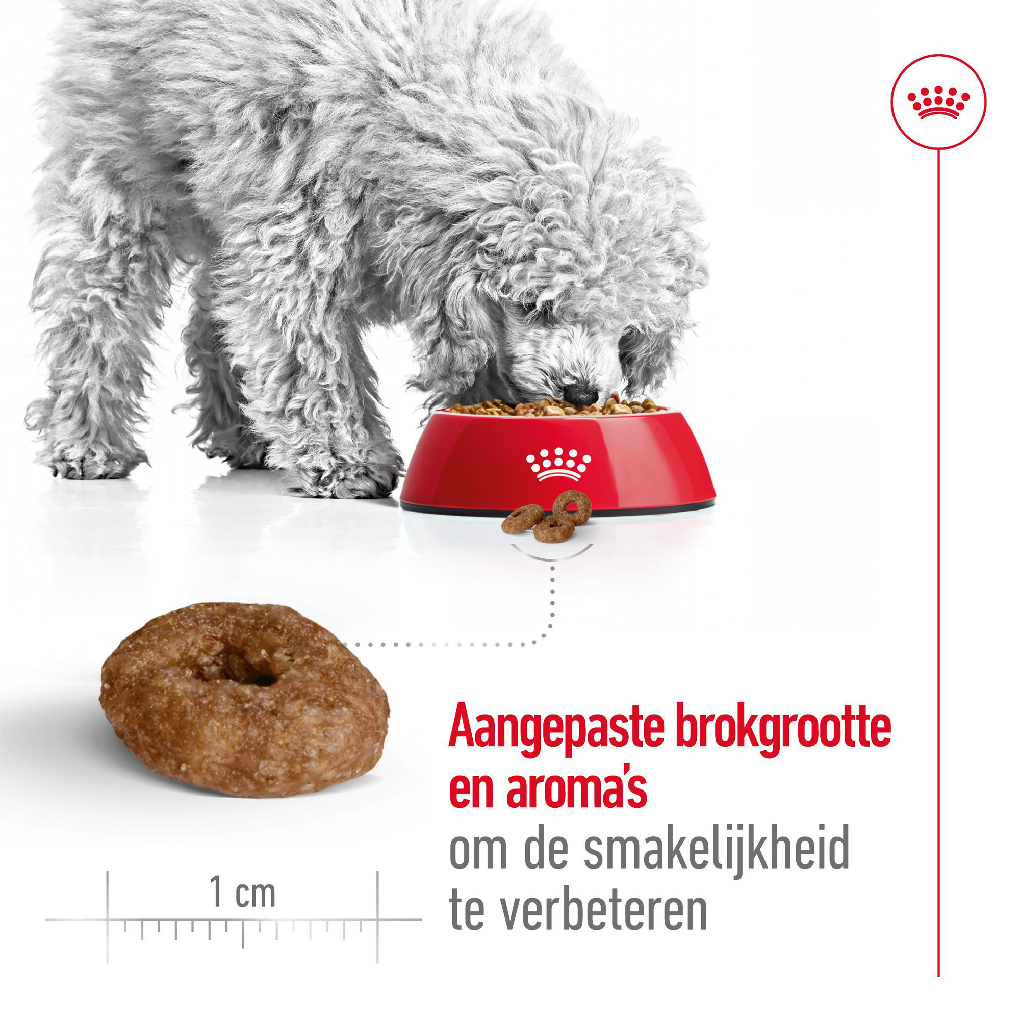 Royal Canin Mini Ageing 12+ - Hondenvoer