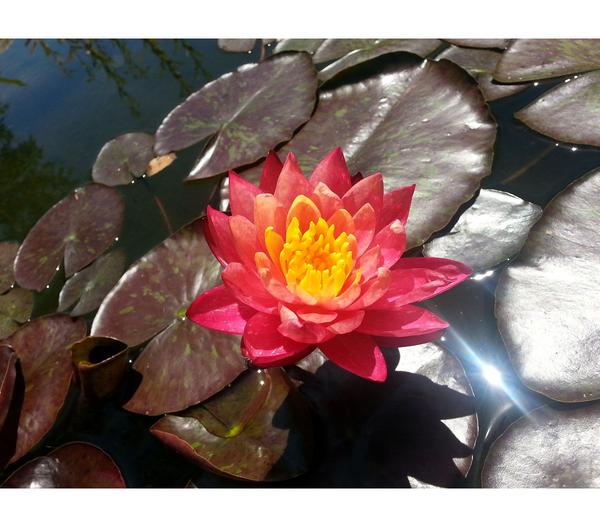 Seerose 'Aurora'