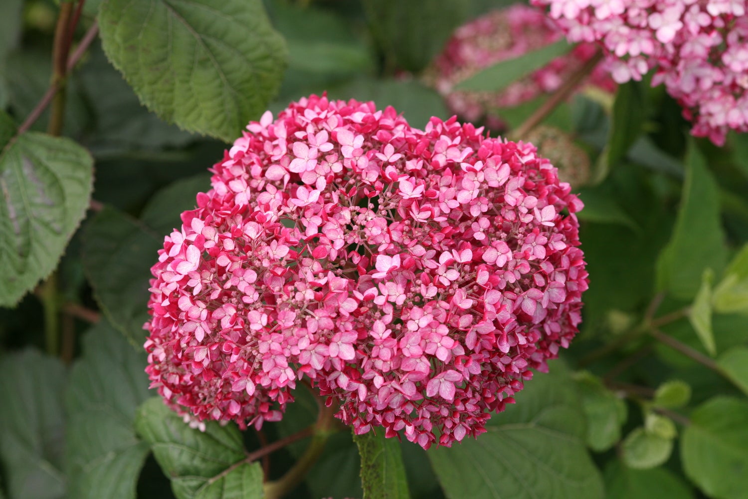 Roze Bolhortensia (Hydrangea arborescens 'Invincible') D 19 H 30 cm