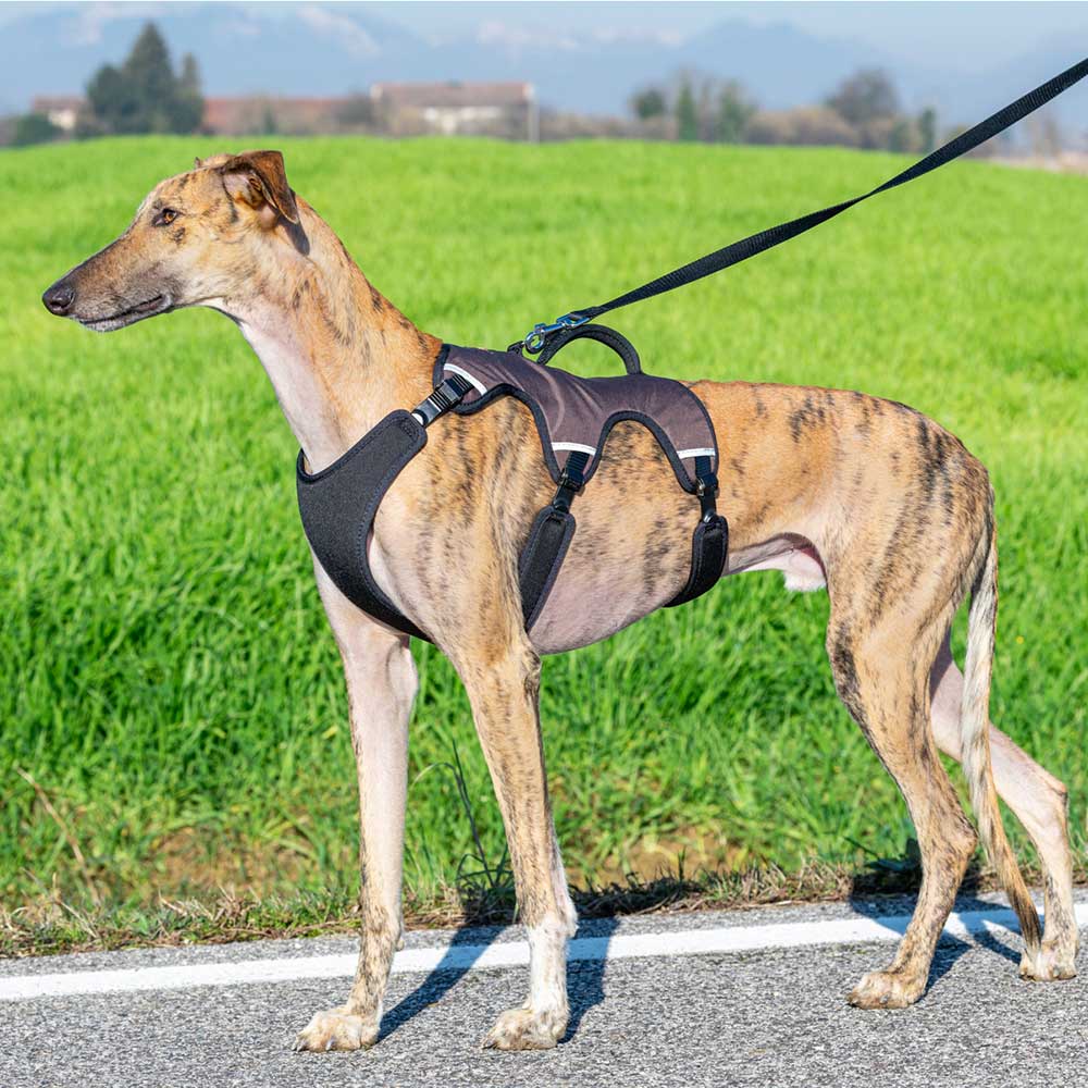 Ferplast harnais grand chien ergotrekking large, harnais chien anti-évasion, anti-panique, lévrier, réfléchissant, 6 fermetures,