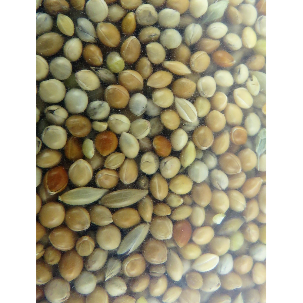 Graines, alimentation oiseaux exotique nutrimeal - 12kg