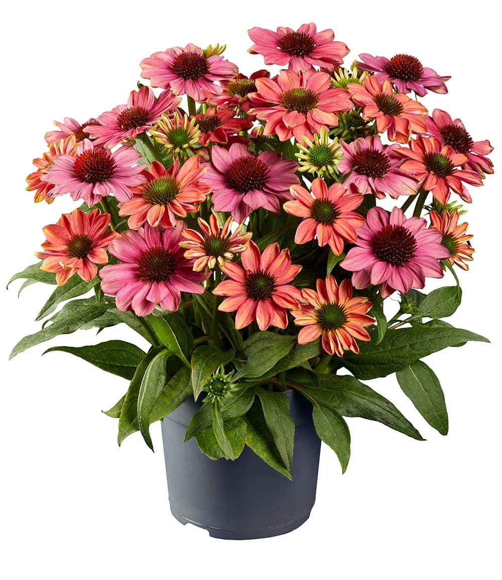 Echinacea 'Evolution®'
