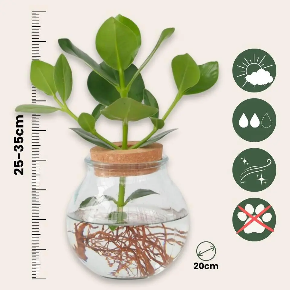 Varkensboom - Clusia rosea 'Princess' - Hoogte 25-35cm - ⌀20cm