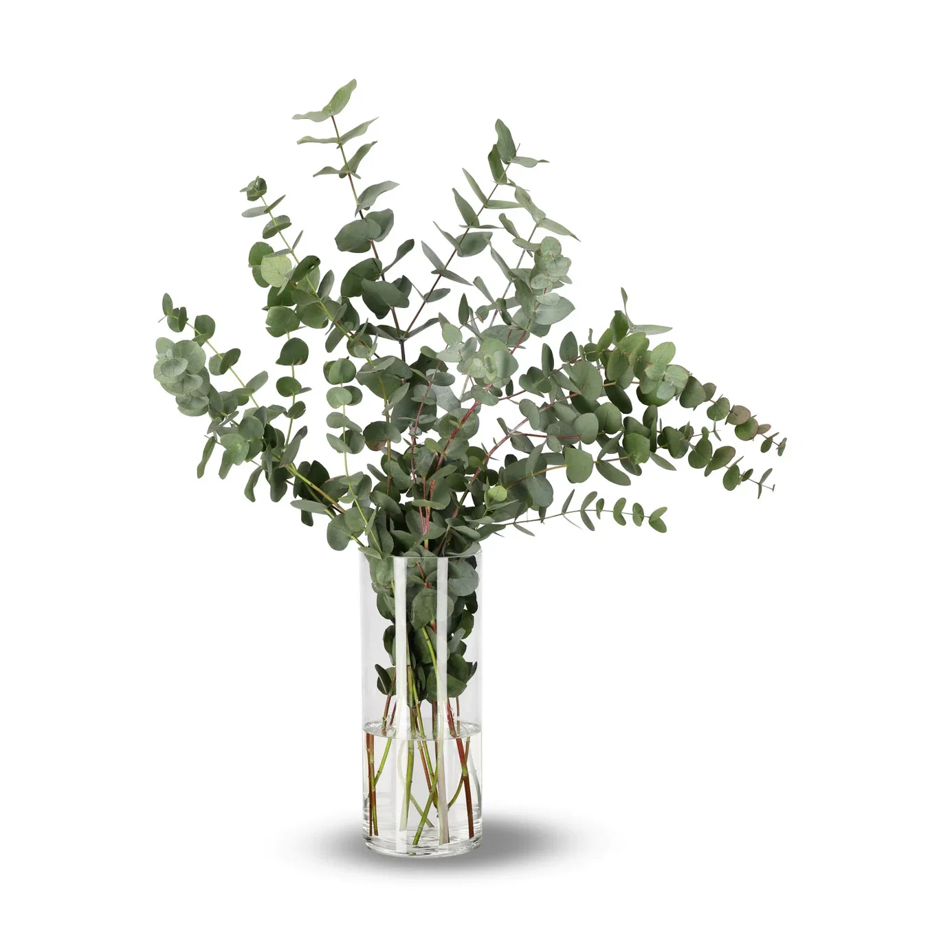 Eukalyptus 5pk Høyde 60 cm