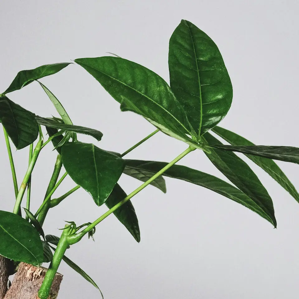 Geldboom - Pachira aquatica - Hoogte 100-120cm - ⌀24cm