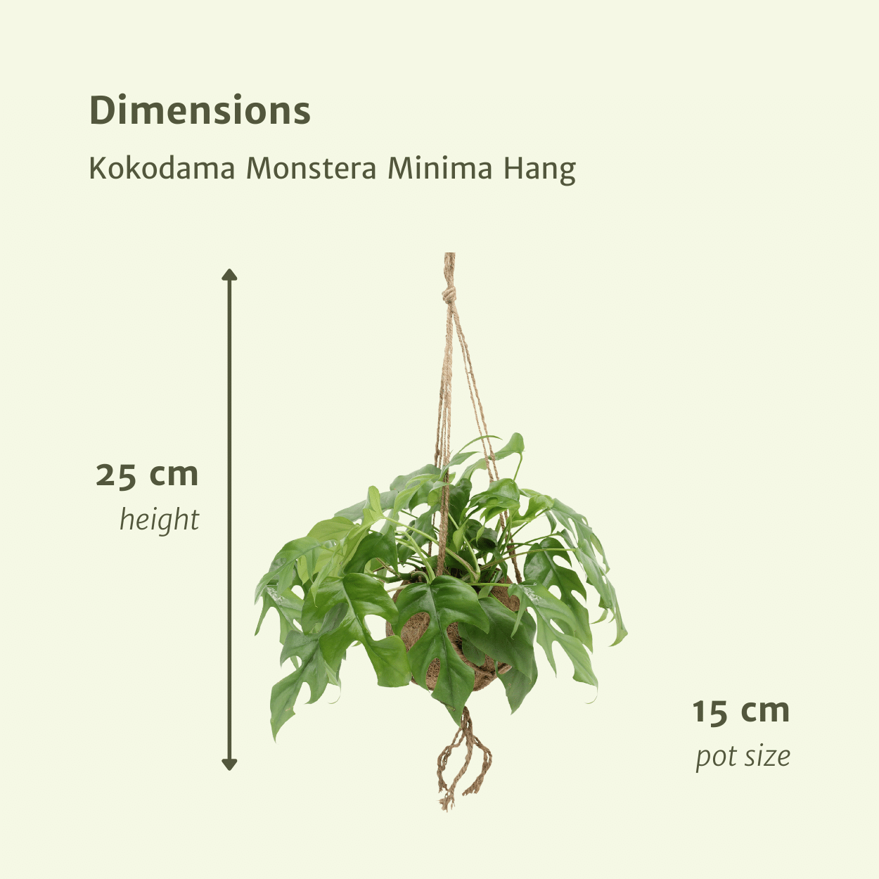 Plante d'intérieur - kokodama monstera - lot de 2 25cm