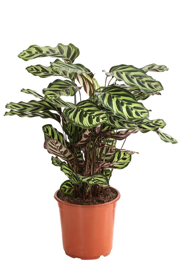 Korbmarante - Calathea makoyana