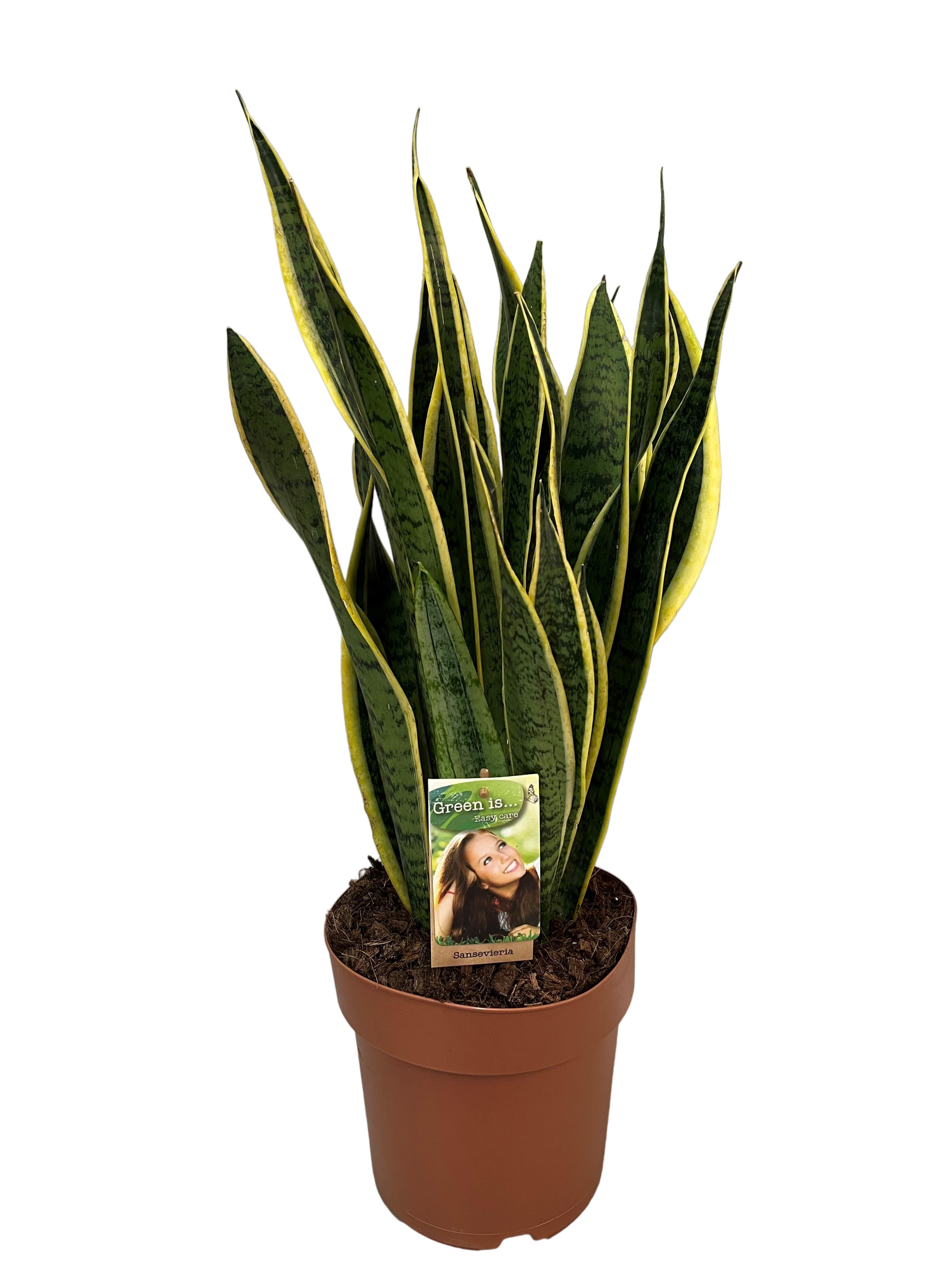 Plante d'intérieur - sansevieria laurentii 60.0cm