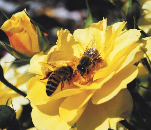 Rosen-Set Insektenfreundlich, 3-teilig