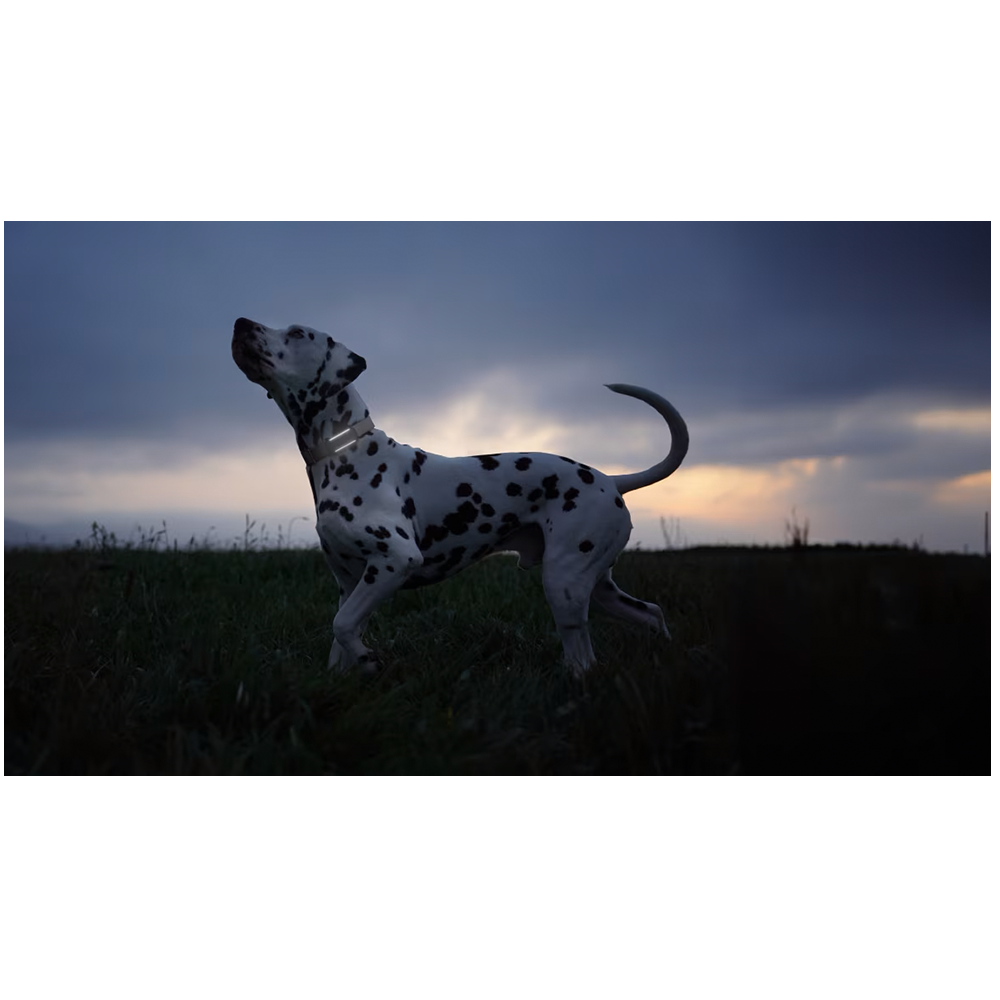 GPS DOG 6 Pet Tracker für Hunde mit Live Ortung und Aktivitäts Tracking iOS/Android (TRDOG6BR) - Braun
