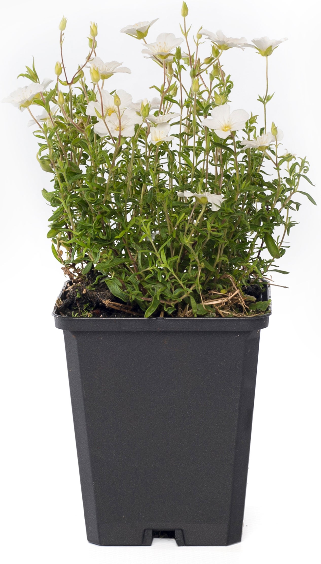 Zandkruid (Arenaria montana) D 9 H 10 cm