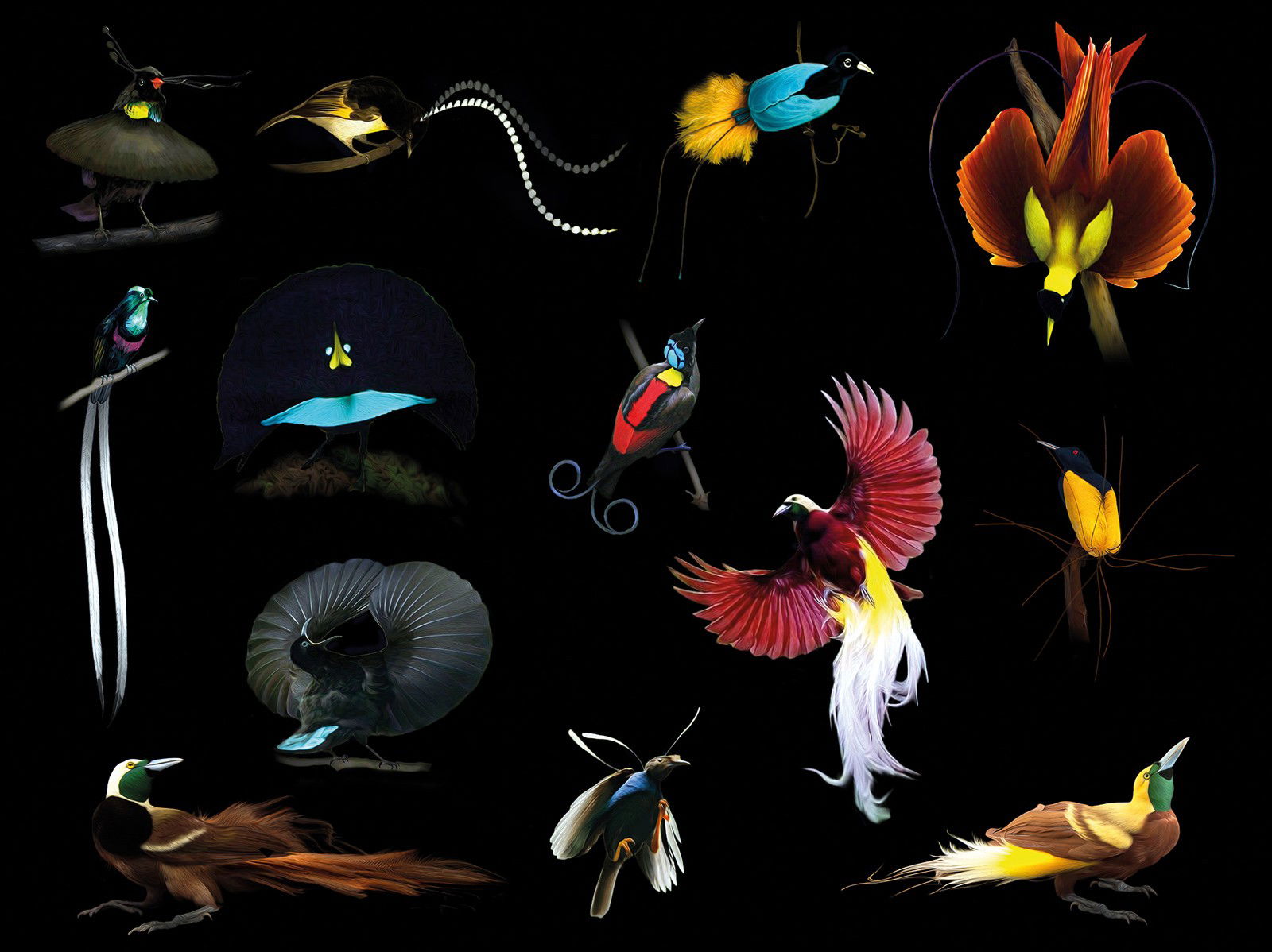 Birds Of Paradise I by Juan Fortes - Limited Edition. Edition of: 150. Signed.