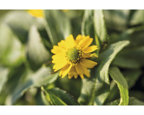 Atztekengold FloraSelf Sanvitalia hybrid 'Talya Great Yellow' Ø 12 cm pot