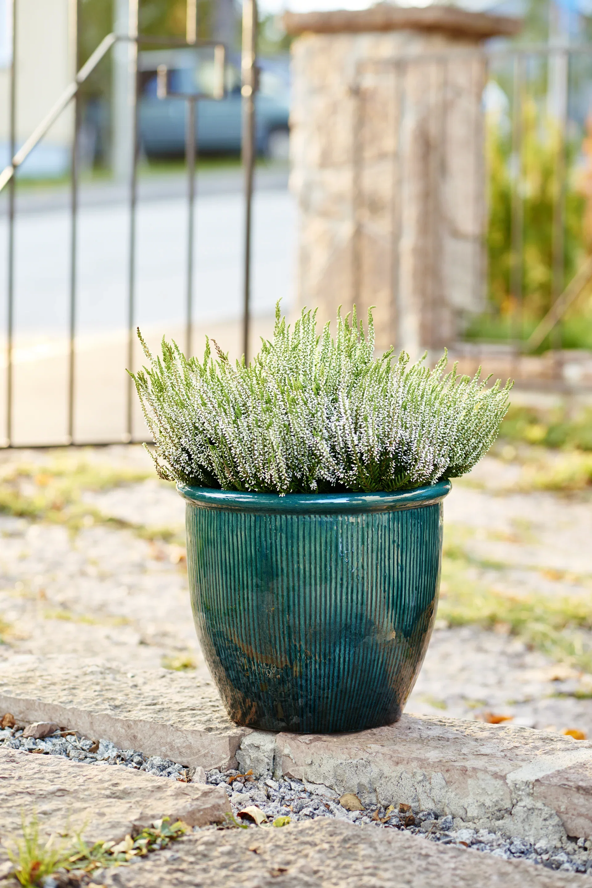 Calluna vulgaris (Garden Girls Series) Røsslyng Garden Girls Ø12 cm