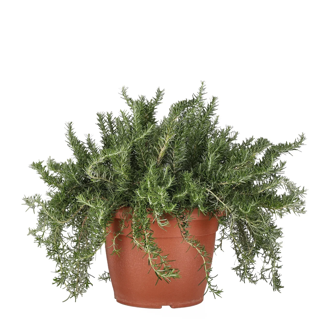Rosmarinus officinalis (Prostratus-Group) 'Prostratus' Rosmarin ‘Prostratus’ Ø30 cm