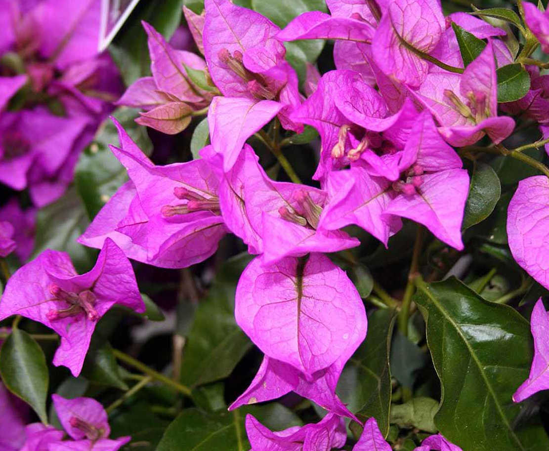 Bougainvillea glabra 'sanderiana' (bougainvillier) rose - taille pot de 3.5l - 80/100cm