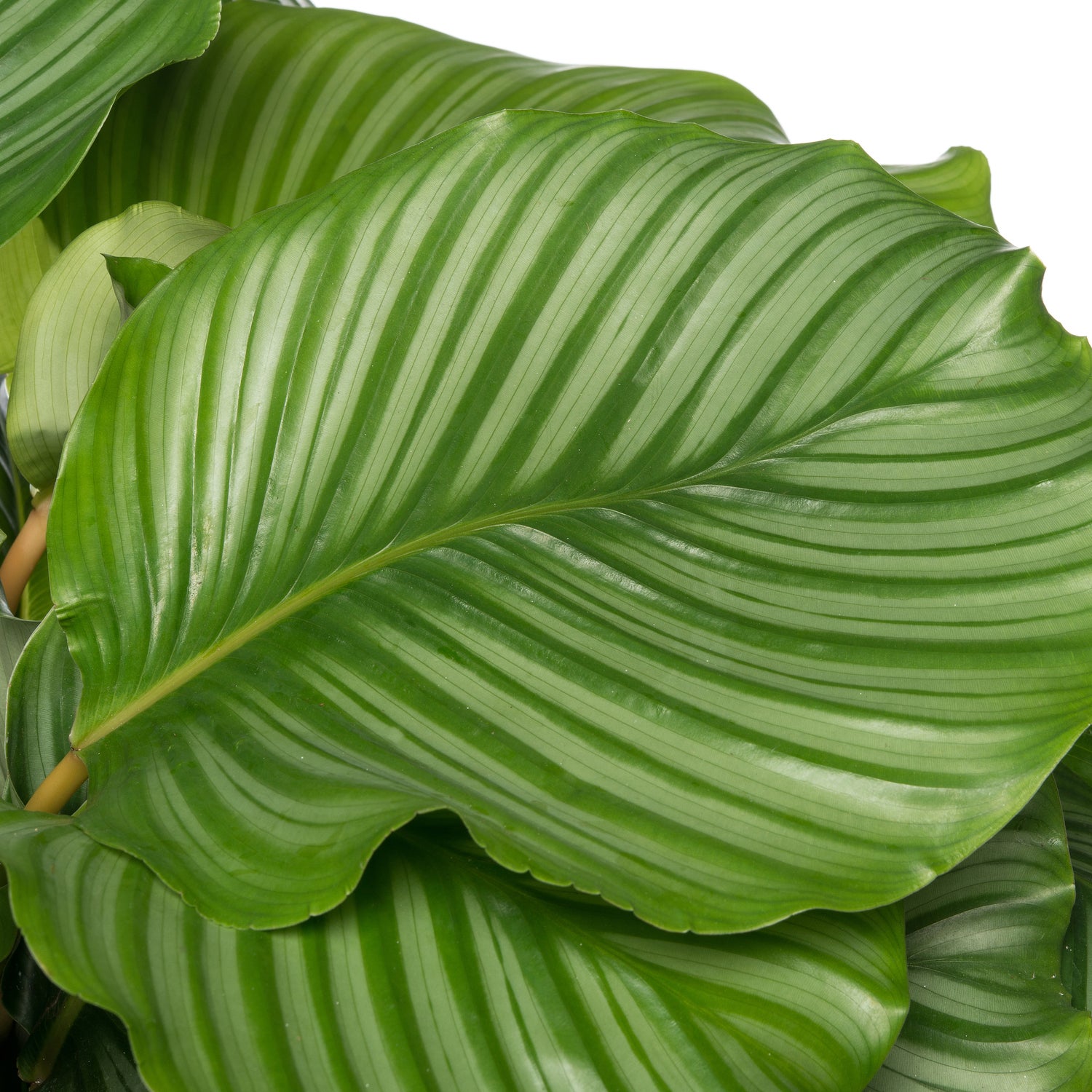 Calathea (Calathea orbifolia) D 24 H 80 cm