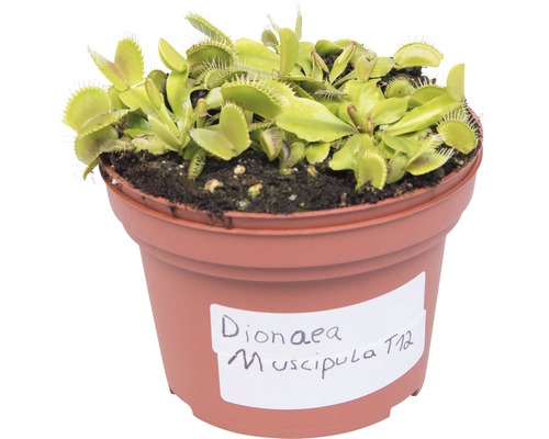 Venusvliegenvanger FloraSelf Dionaea muscipula H 8-12 cm Ø 8,5 cm pot