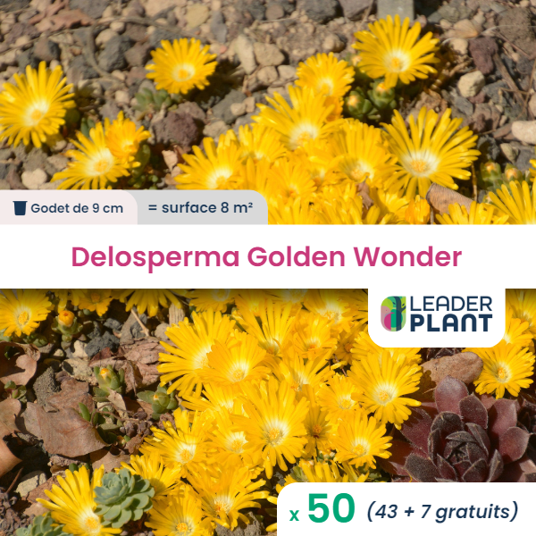 50 x delosperma golden wonder ® en godet