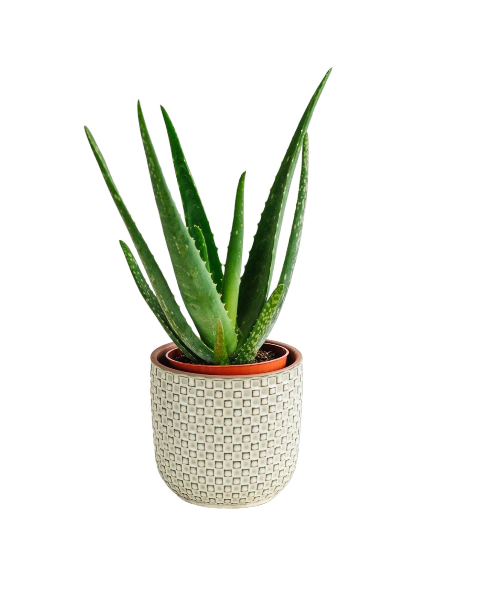 Plante d'intérieur - aloe vera barbadensis 35.0cm