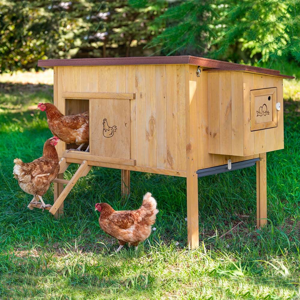 Ferplast poulailler maisonnette pour poules pondeuses hen house 30 d'extérieur, en bois fsc, pour environ 6 poules, accessoires