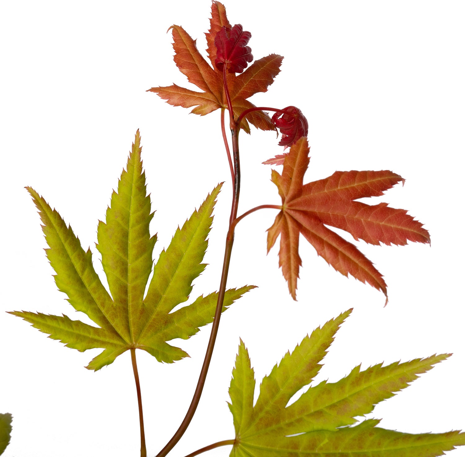 Japanse Esdoorn (Acer shirasawanum 'Moonrise') D 19 H 45 cm