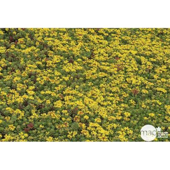 Sédum Weihenstephaner Gold : godet vert