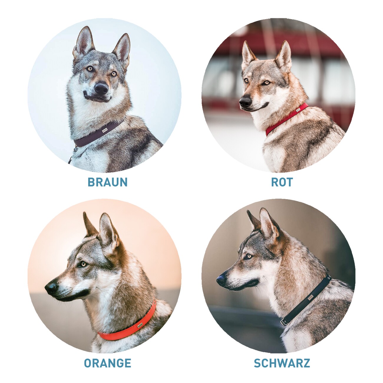 PetTec veganes Hundehalsband braun M