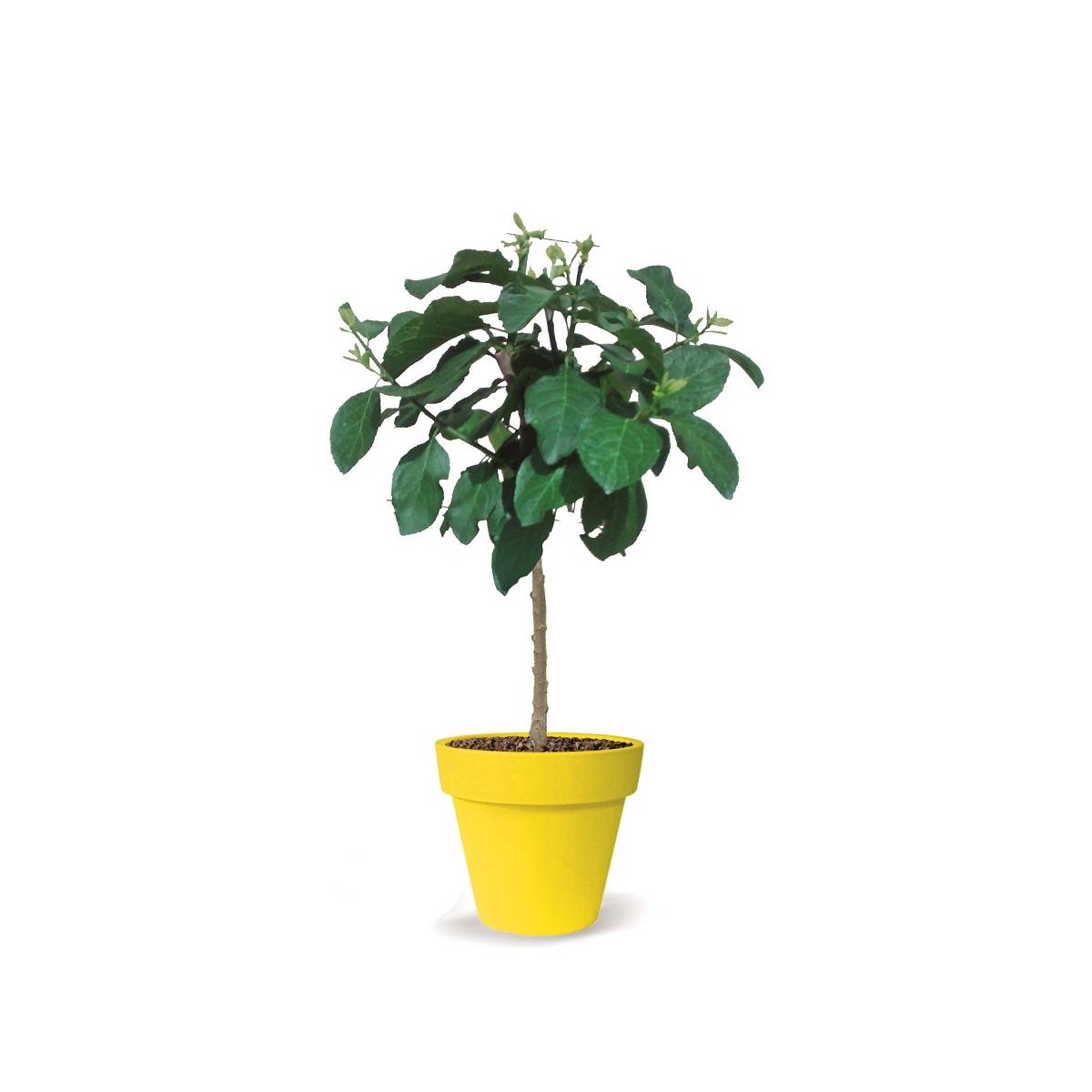 Prunier nain prunella® - nain de jardin®/prunus domestica prunella® - nain de jardin®[-]pot de 5l