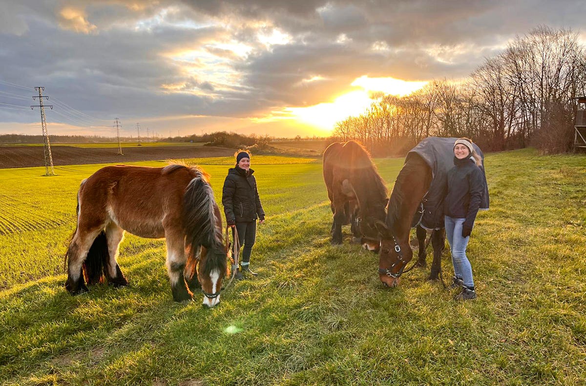 Spaziergang mit Pferd Insheim