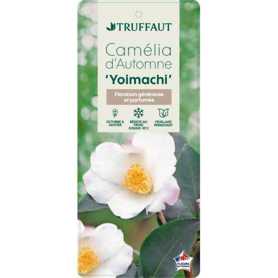 Camellia 'Yoimachi' : H 40/50 cm, ctr 4 Litres
