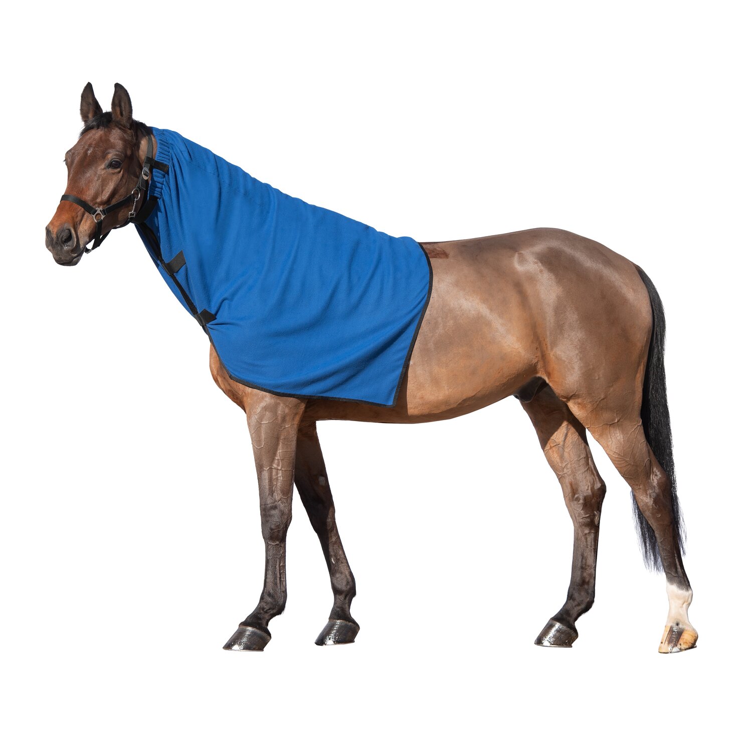 Horse-friends Halsteil  - royalblue