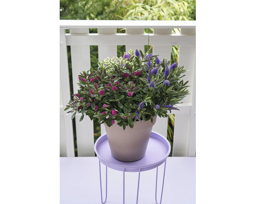 Shrubby Veronica Trio Mix FloraSelf Hebe Addenda Trio Ø 23 cm pot willekeurige variëteitselectie