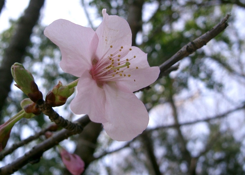Cerisier du japon - 30 graines - prunus serrulata