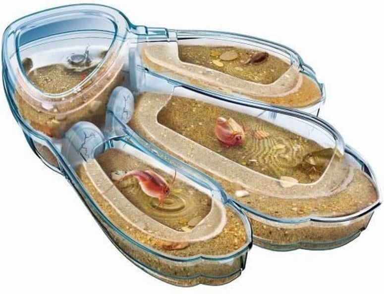 Clementoni - Triops - Aquarium - Inclusief Eieren en Voer - Geproduceerd in Italië