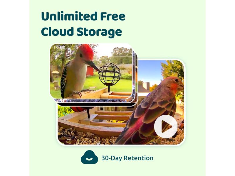 Birdfy Futterspender FSC Bambus Mini Solar Vogelfutterspender mit Kamera und Lifetime AI