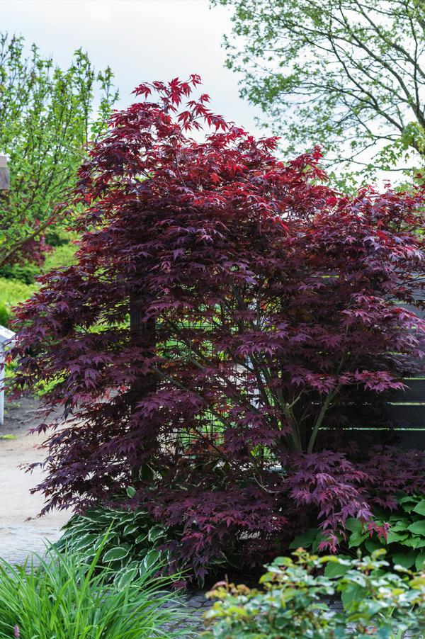 Roter Fächerahorn 'Atropurpureum'