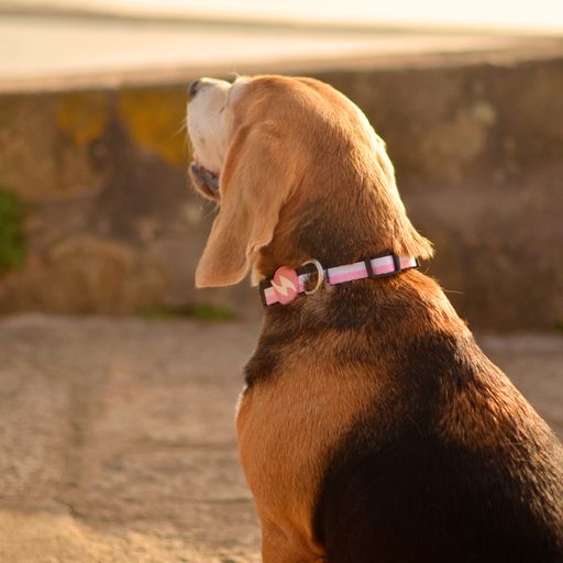 Coleira para cães Dashi com listras rosa e pretas em poliéster.