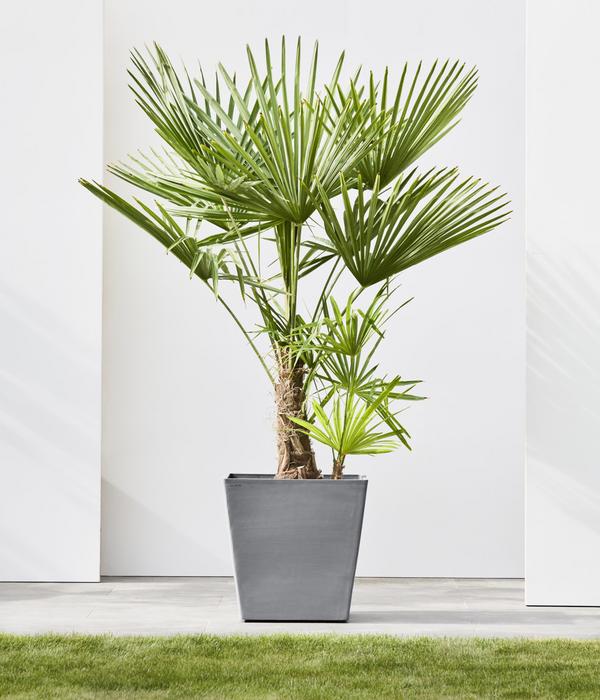 Ecopots Kunststoff-Topf Rotterdam mit Rollen