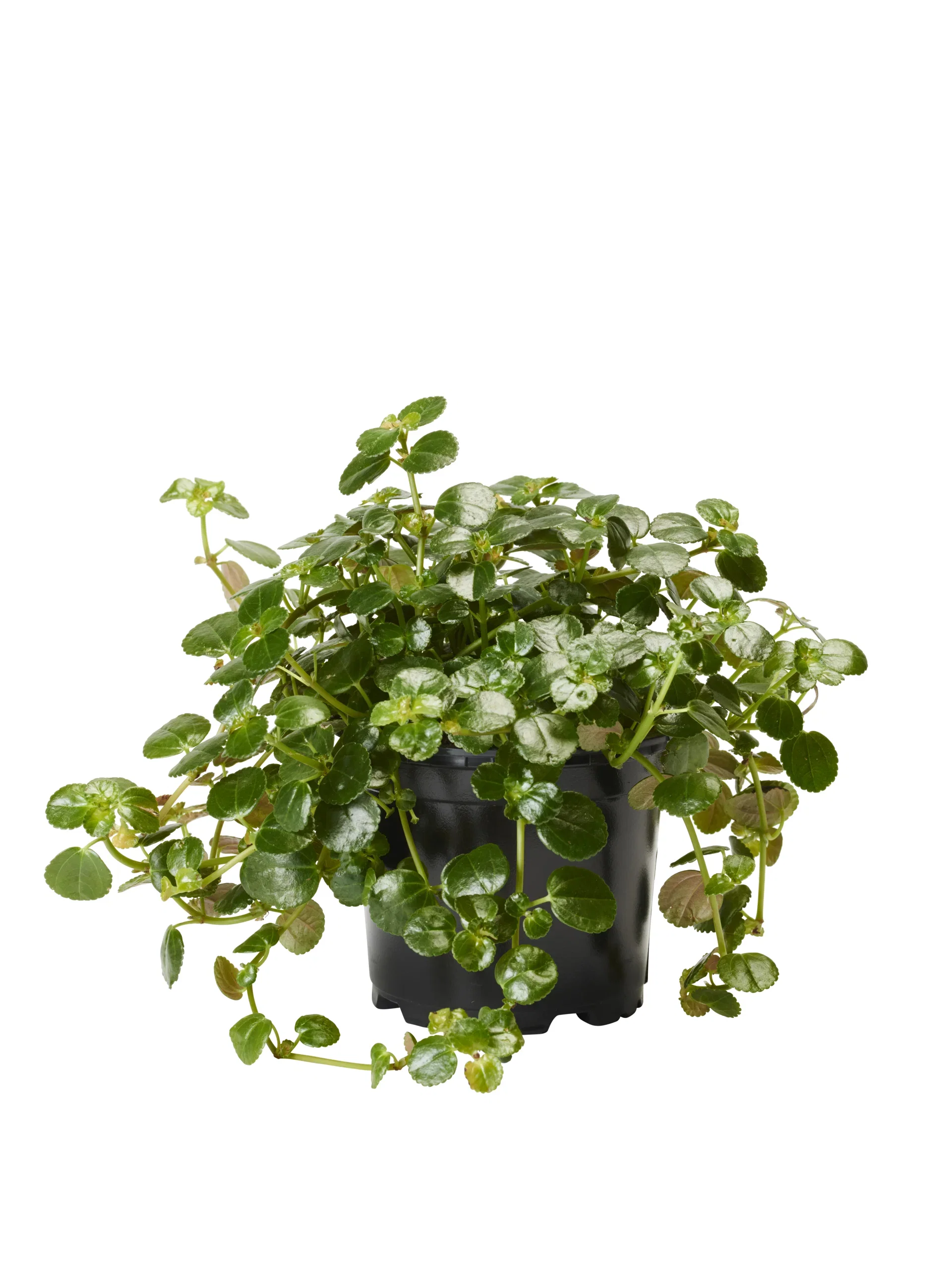 Pilea depressa Glanspilea Høyde 15 cm