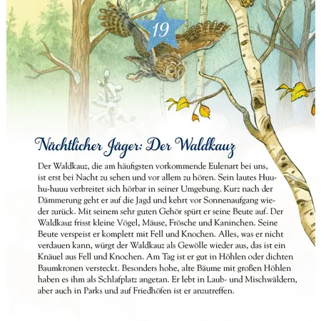 Coppenrath Verlag Die Tiere im Winterwald und ..., Zettel-Adventskalender