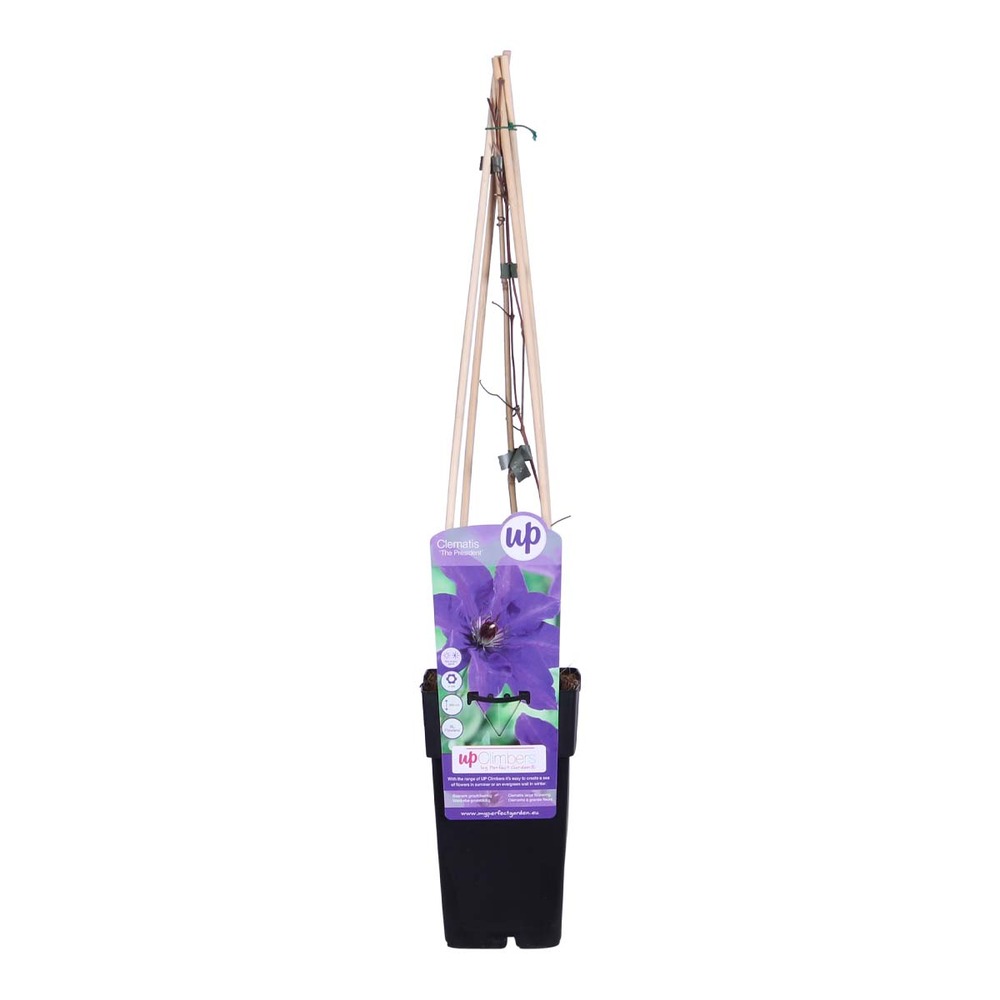 Clématite le président – plante grimpante violette - vigne forestière - ⌀15 cm - ↕60-70 cm